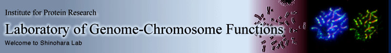 Genome-Chromosome functions