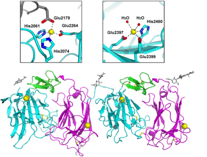 4) Development of high-quality recombinant protein expression system.