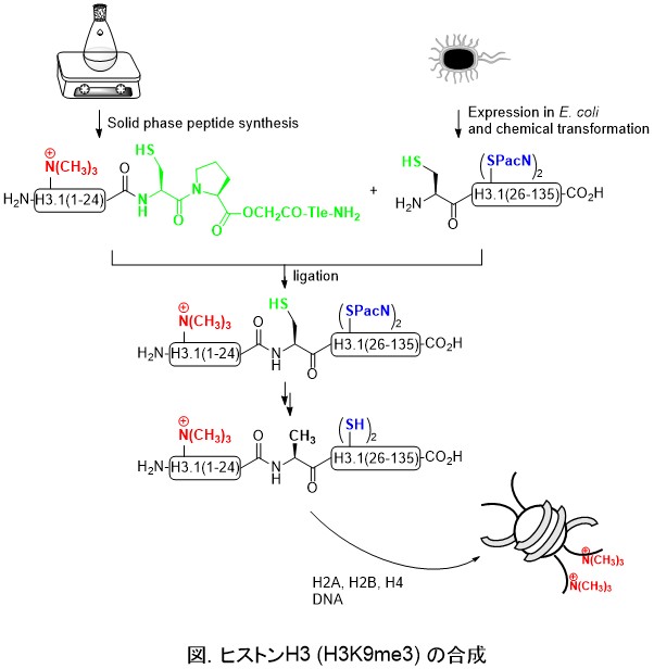 hisx