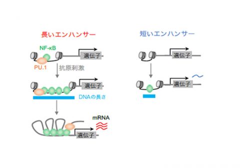 免疫の初期防御応答における閾値（いきち）機構の解明 —速やかな抗原応答のメカニズムをオミクスデータと数理モデルで説明－