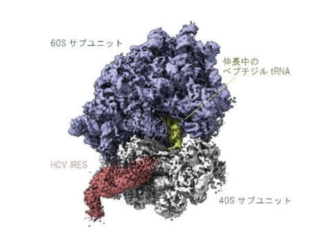 ウイルスが翻訳装置を乗っ取る仕組み－C型肝炎ウイルスゲノムRNAは翻訳中のリボソームを捕まえる－
