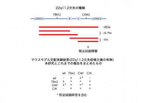 22番目の染色体欠失による指定難病「22q11.2欠失症候群」に糖代謝制御異常が関与する可能性を発見