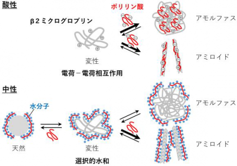 高齢者に多いアミロイド病の予防・治療の進展に貢献－ポリリン酸が引き起こす蛋白質異常凝集体の形成機構を解明