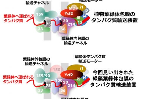 葉緑体誕生の謎に迫る！緑色植物界に共通する葉緑体形成メカニズムを解明 ― 緑藻から植物へと受け継がれた仕組み