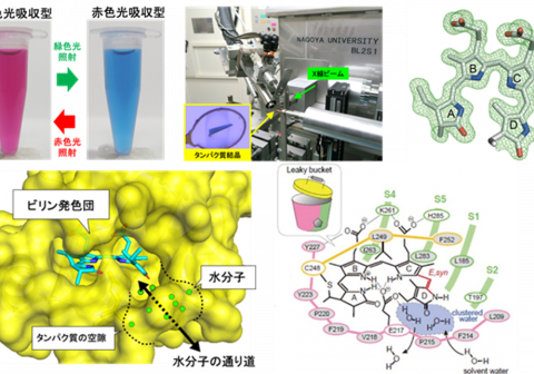 シアノバクテリアの光スイッチの「かたち」を解明 ～新たな光遺伝学ツールの開発や光合成機能の解明へ～