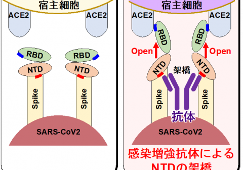 新型コロナウイルスの感染を増強する抗体を発見 ―COVID-19の重症化に関与する可能性―