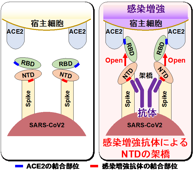 新型コロナウイルスの感染を増強する抗体を発見 ―COVID-19の重症化に
