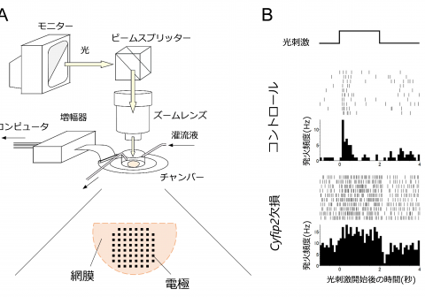 発達障害の関連遺伝子の欠損で網膜・視覚機能が変化 ―発達障害において感覚の過敏や鈍麻が生じるメカニズムの解明に貢献―