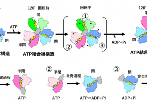 —極小（10万分の1ミリメートル）サイズの回転分子モータータンパク質の回転をクライオ電子顕微鏡で捉えた。回転分子モータータンパク質の仕組みを解明—