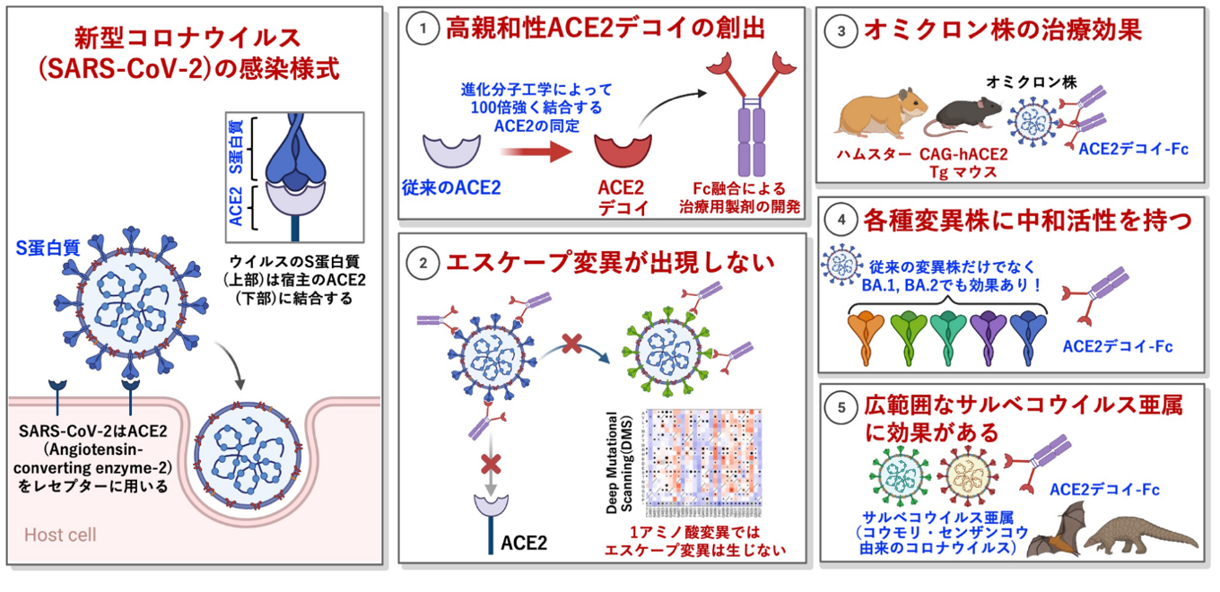 高親和性 ACE2 製剤はオミクロン株にも有効 新たな変異株や将来の