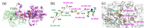 図2：解明したFoDH1の(a)立体構造、(b)コファクター間の距離、(c)FeSと酵素表面までの距離