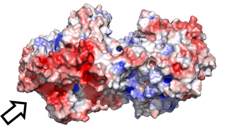 図3：FoDH1の静電ポテンシャルマップ（青：正電荷、赤：負電荷） ※矢印の領域にB2 [2Fe-2S]が存在する