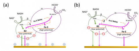 図4発見した複数の電子移動経路と電極反応部位を担うFeS ※(a)正に帯電をもつ修飾剤を用いた場合、(b)電荷を持たない修飾剤を用いた場合