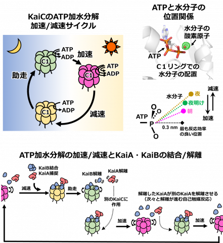 図２：時計システムを駆動するKaiCのATP加水分解反応