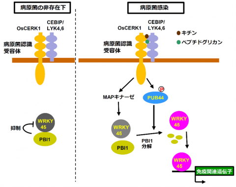 病原菌の非存在下（左）、病原菌感染時（右）の免疫系の応答