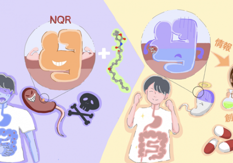 コレラ菌の生存に必須である呼吸鎖酵素の構造を解明 −病原性細菌に対する新しい抗菌剤の開発研究へ貢献−