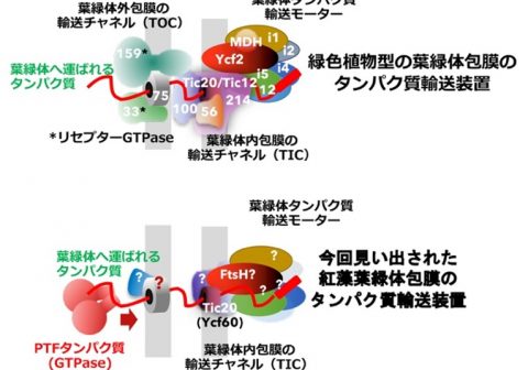 －藻類進化に新説の可能性－ 紅藻など非緑藻類に広く分布する 新たな葉緑体タンパク質輸送因子を発見