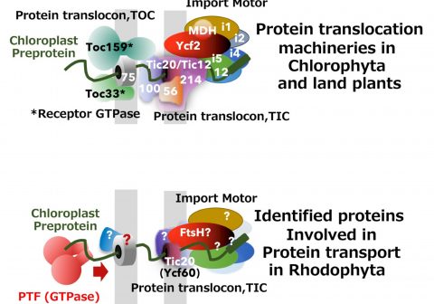 A class of their own: New factors direct red algae chloroplast protein transport