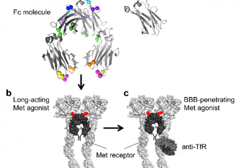 Biological lasso: Enhanced drug delivery to the brain