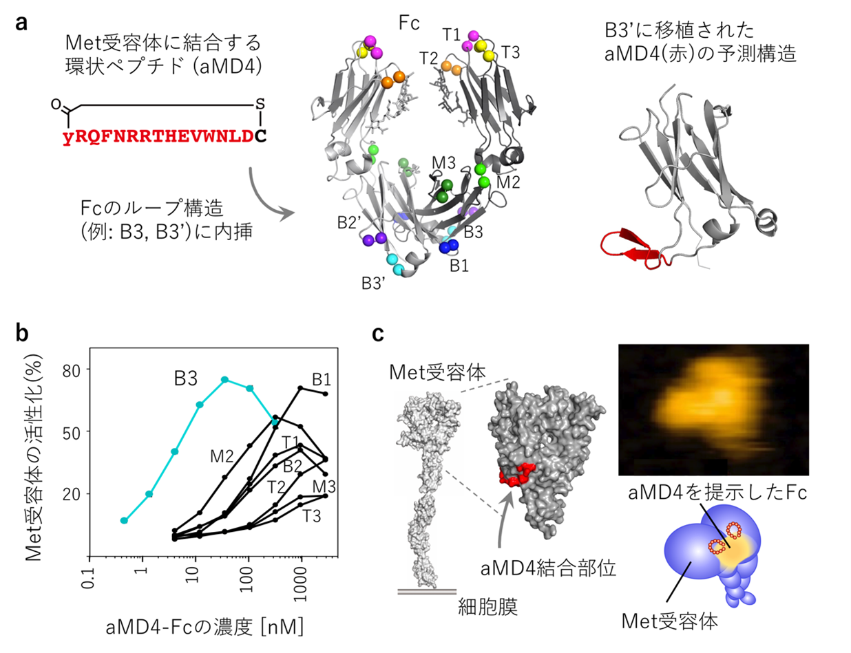 慢性疾患・脳疾患治療の可能性を開く人工成長因子 - 大阪大学 蛋白質研究所