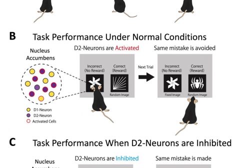 From mistakes to mastery: the brain pathway that allows us to learn from our mistakes.