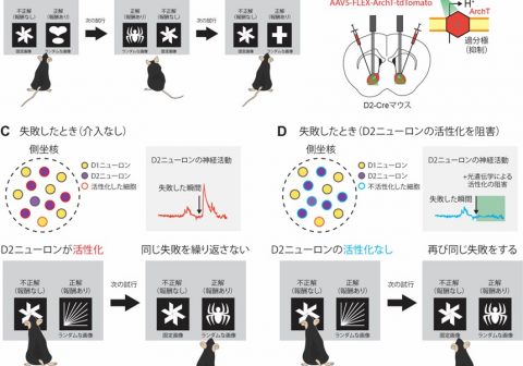 同じ失敗を繰り返さないために必要な脳内メカニズムを解明