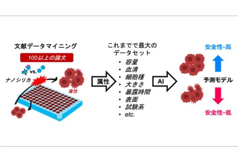 ナノ粒子をより安全に設計するための新手法 ―ナノ粒子の安全性向上への貢献に期待―