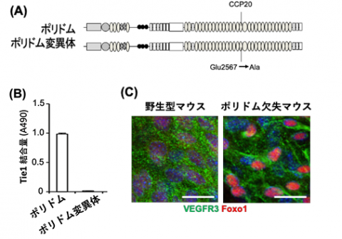 リンパ管の構築と恒常性を司る謎の鍵分子を同定 ―リンパ管形成に関わる分泌タンパク質ポリドムはTie1結合分子だった！―