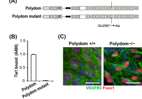 Toward a better understanding of lymphatic system remodeling