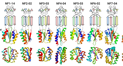 Beyond nature’s imagination: Scientists discover extensive array of protein folds unexplored in nature