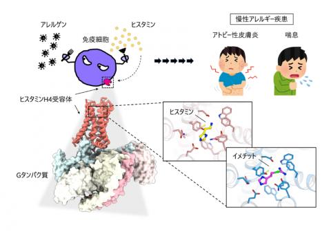 慢性アレルギー疾患に関わるヒスタミン受容体の構造解明 ―新規アトピー性皮膚炎・喘息治療薬の開発に貢献―