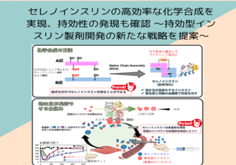 東海大学、東北大学、大阪大学、韓国 KBSI の国際共同研究グループ<br>セレノインスリンの高効率な化学合成を実現、持効性の発現も確認<br>～持効型インスリン製剤開発の新たな戦略を提案～