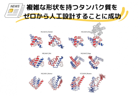 複雑な形状を持つタンパク質をゼロから人工設計することに成功