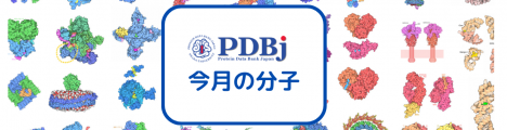 PDBj今月の分子