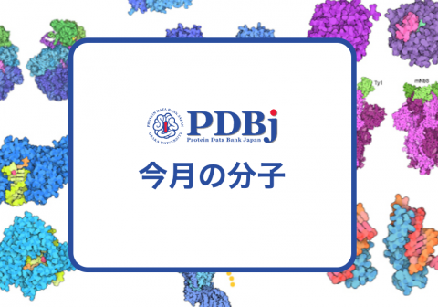 PDBjよりタンパク質の構造解説記事「今月の分子」（Molecule of the Month）の新たな記事「289: メディエータ（Mediator）」が公開されました。