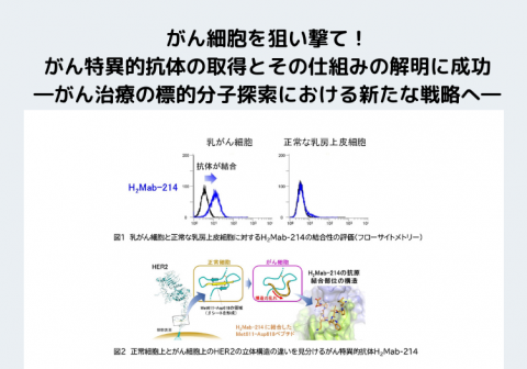 がん細胞を狙い撃て！ がん特異的抗体の取得とその仕組みの解明に成功―がん治療の標的分子探索における新たな戦略へ―