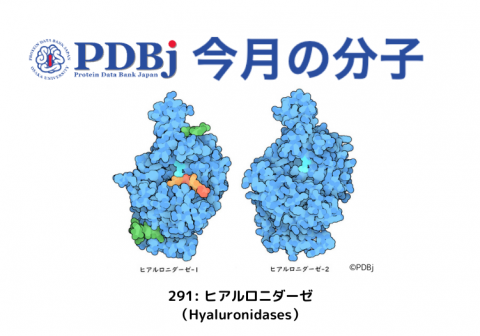 PDBjよりタンパク質の構造解説記事「今月の分子」（Molecule of the Month）の新たな記事「291: ヒアルロニダーゼ（Hyaluronidases）」が公開されました。