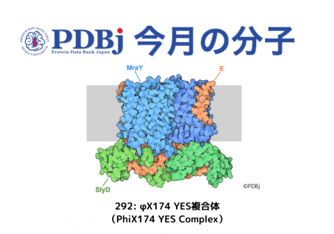 PDBjよりタンパク質の構造解説記事「今月の分子」（Molecule of the Month）の新たな記事「292: φX174 YES複合体（PhiX174 YES Complex）」が公開されました。