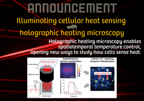 【Research Results Report】Illuminating cellular heat sensing with holographic heating microscopy  -Holographic heating microscopy enables spatiotemporal temperature control, opening new ways to study how cells sense heat-