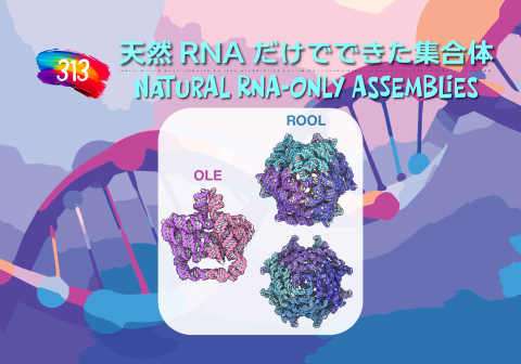 PDBjよりタンパク質の構造解説記事「今月の分子」（Molecule of the Month）の新たな記事が公開されました。