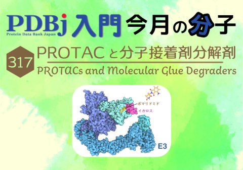 PDBjよりタンパク質の構造解説記事「今月の分子」（Molecule of the Month）の新たな記事が公開されました。