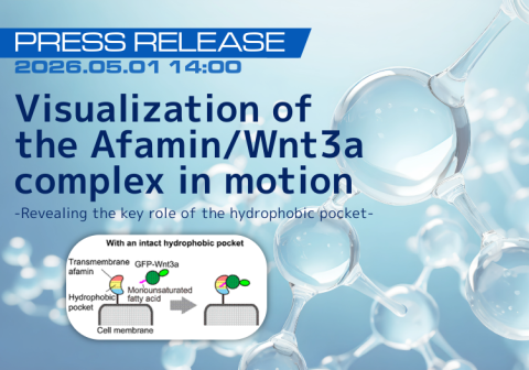 Visualization of the Afamin/Wnt3a complex in motion —Revealing the key role of the hydrophobic pocket—