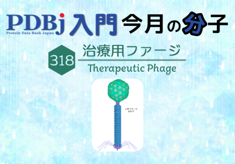 PDBjよりタンパク質の構造解説記事「今月の分子」（Molecule of the Month）の新たな記事が公開されました。