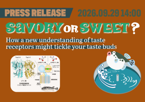 Savory or sweet? How a new understanding of taste receptors might tickle your taste buds