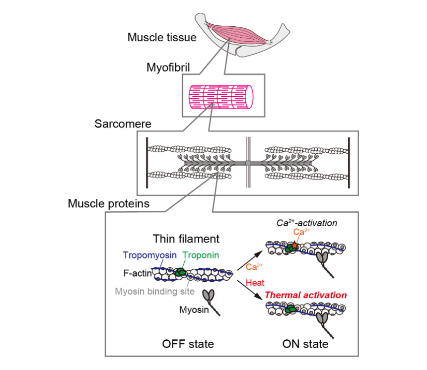 Photogenic Muscle New evidence explains how warming-up enhances muscle performance - 大阪大学 ...