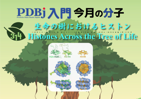 PDBjよりタンパク質の構造解説記事「今月の分子」（Molecule of the Month）の新たな記事が公開されました。