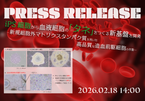 iPS 細胞から血液細胞の「タネ」をつくる新基盤を開発 ―新規細胞外マトリクスタンパク質を用いた高品質な造血前駆細胞の作製―