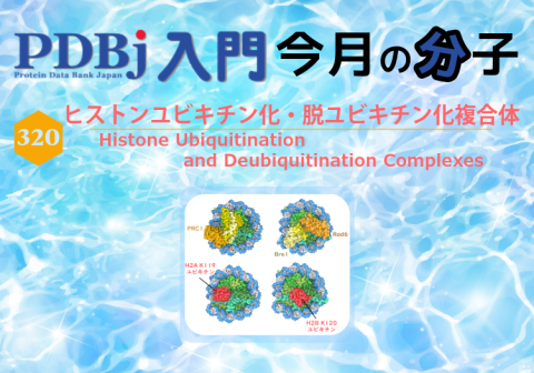 PDBjよりタンパク質の構造解説記事「今月の分子」（Molecule of the Month）の新たな記事が公開されました。