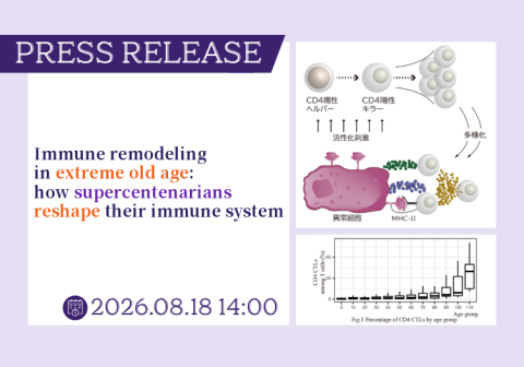 Immune remodeling in extreme old age: how supercentenarians reshape their immune system